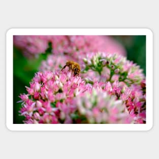 Bee On Stonecrop Flower 1 Sticker